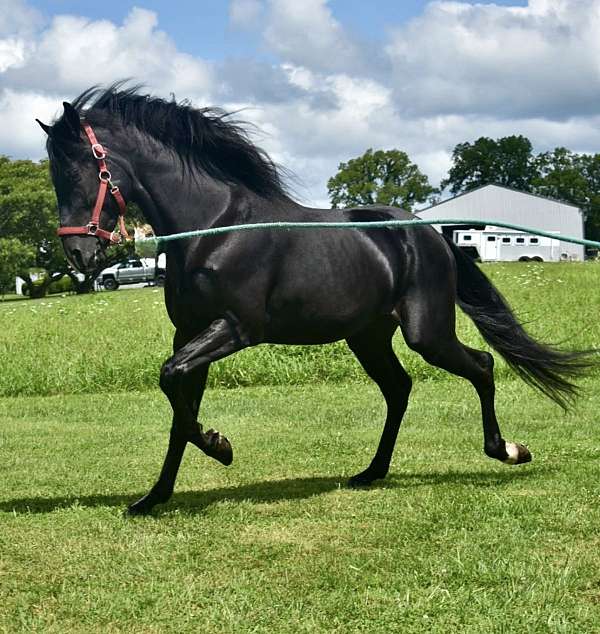 black-kmsha-rmha-gelding-stallion