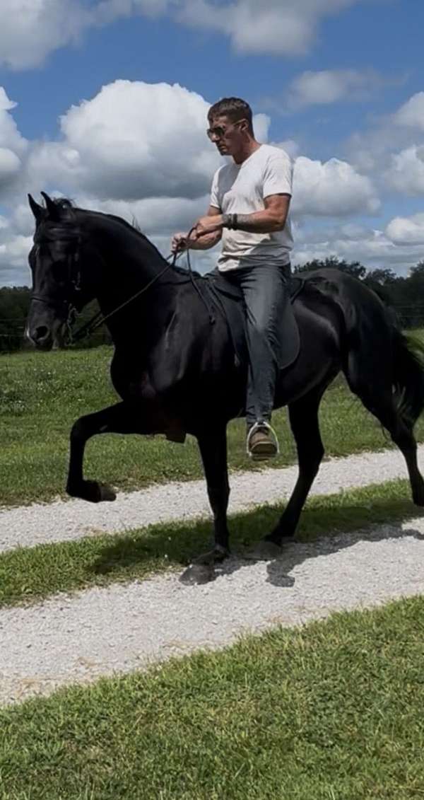 kmsha-rmha-gelding-stallion