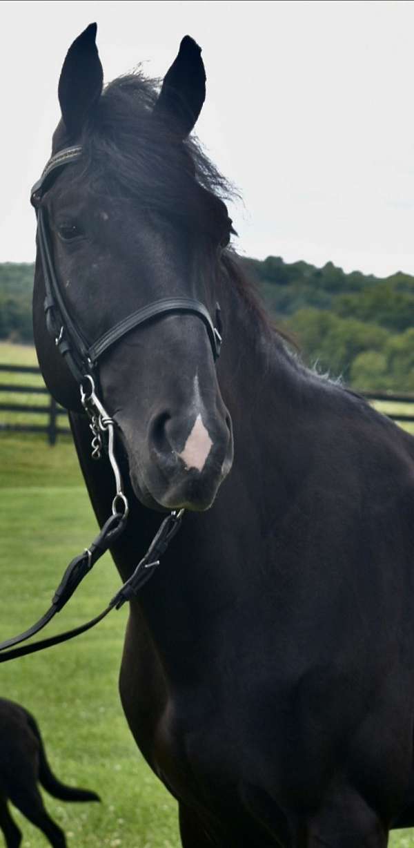 black-kmsha-rmha-horse