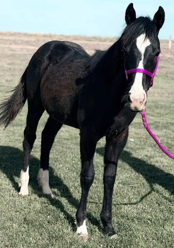 utd-on-hoof-care-horse