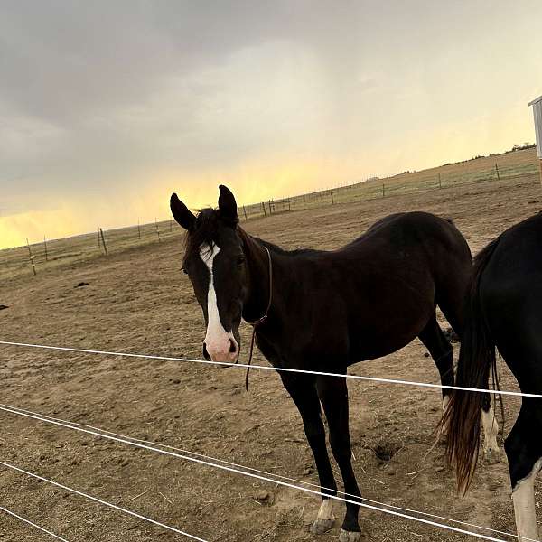 board-filly