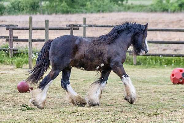dependable-gypsy-vanner-horse
