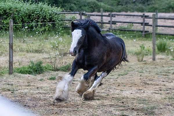 feathering-gypsy-vanner-horse