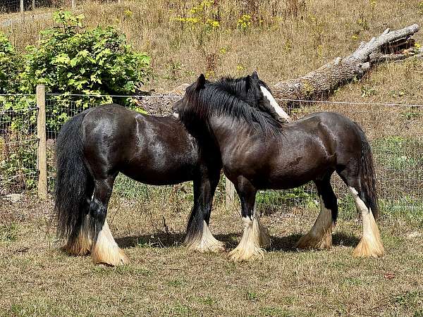 looks-gypsy-vanner-horse