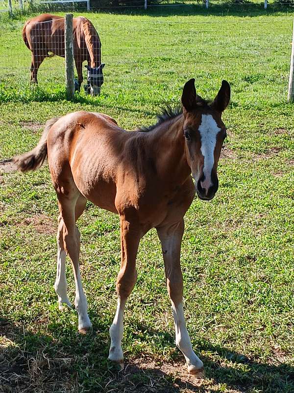 bay-csha-stallion