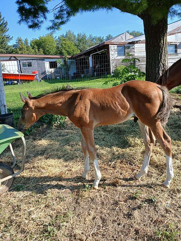 csha-warmblood-stallion