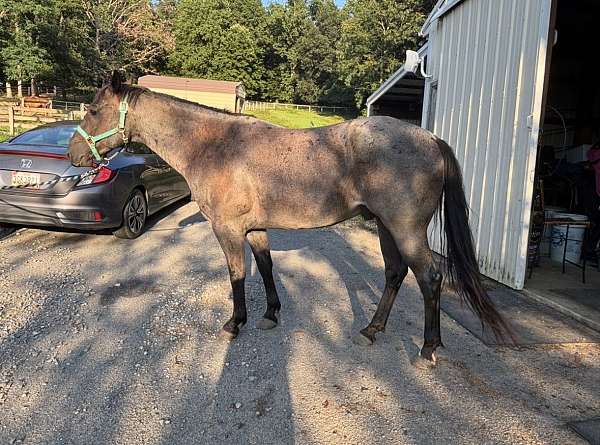 quarter-horse-for-sale