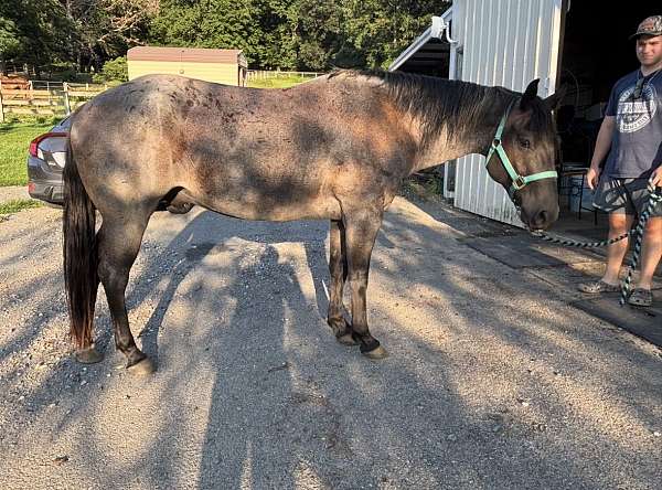 quarter-horse-gelding