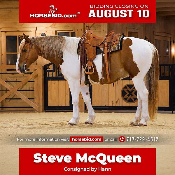 all-around-belgian-horse