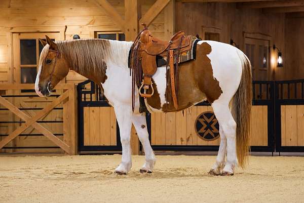 athletic-belgian-horse
