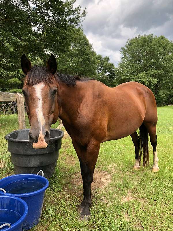 bella-quarter-horse