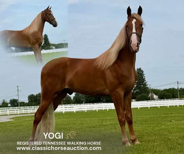 all-tennessee-walking-horse