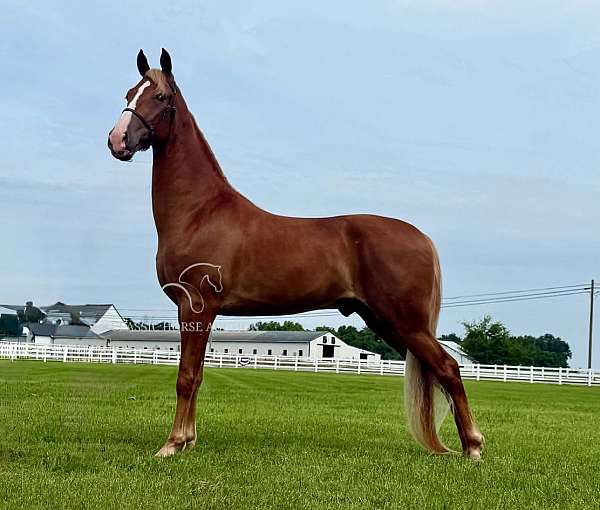 all-around-tennessee-walking-horse