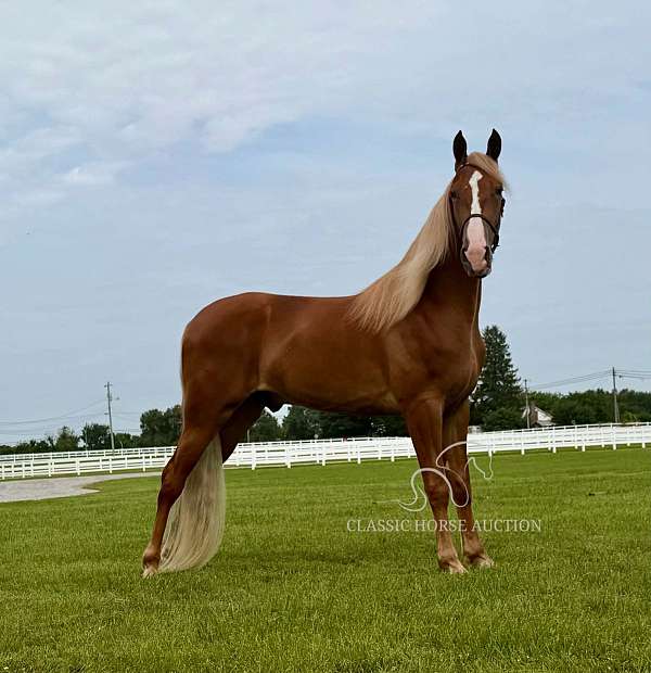 and-willing-tennessee-walking-horse