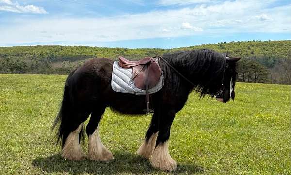 flashy-gypsy-vanner-horse