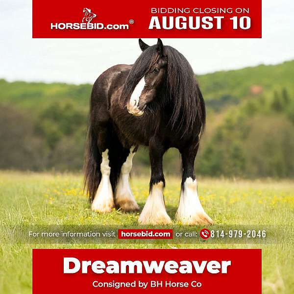 all-around-gypsy-vanner-horse