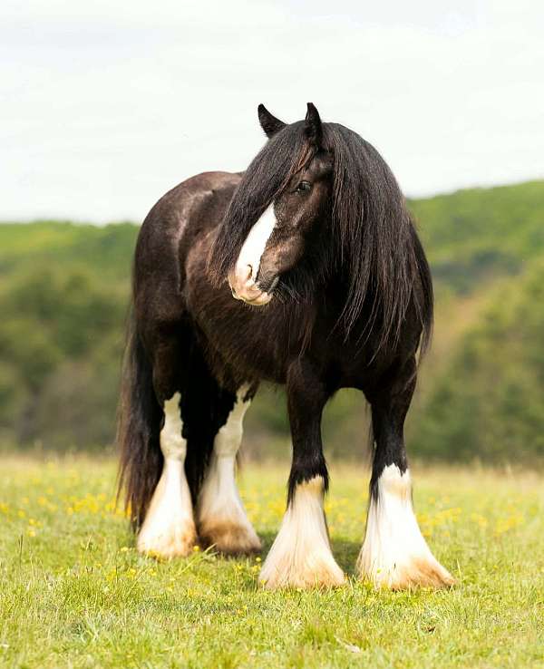 athletic-gypsy-vanner-horse