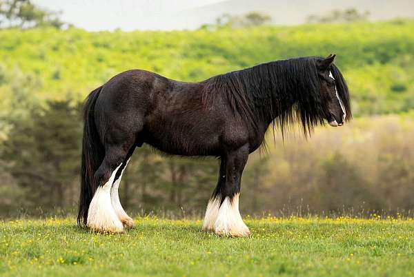 husband-safe-gypsy-vanner-horse