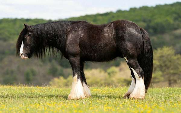 jumping-gypsy-vanner-horse