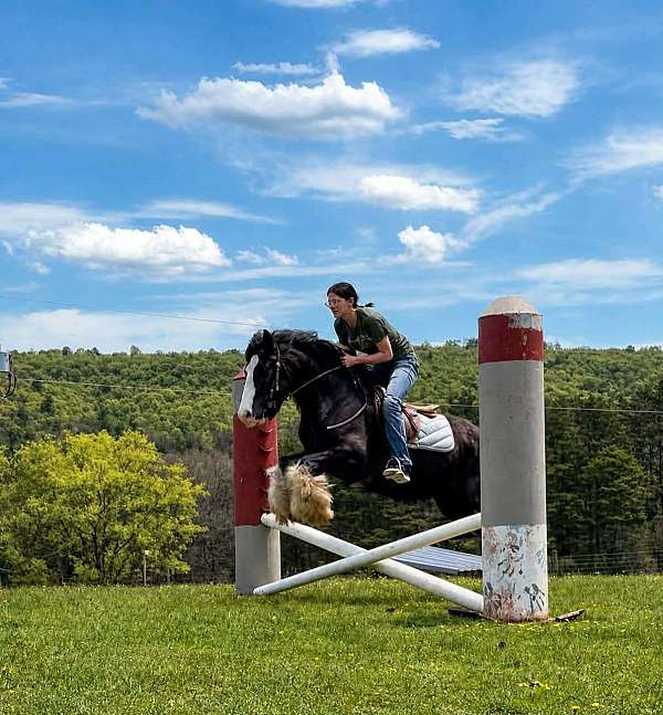 performance-gypsy-vanner-horse