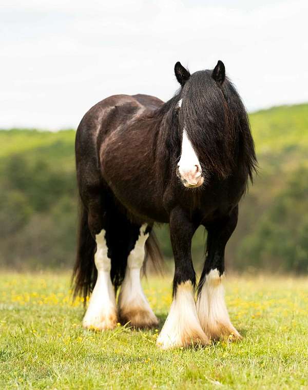 ranch-gypsy-vanner-horse