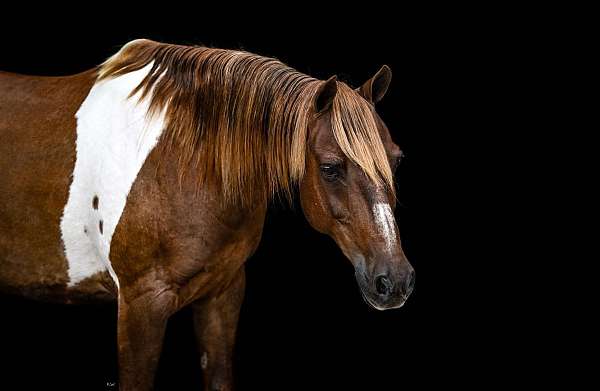 ranch-paint-pony