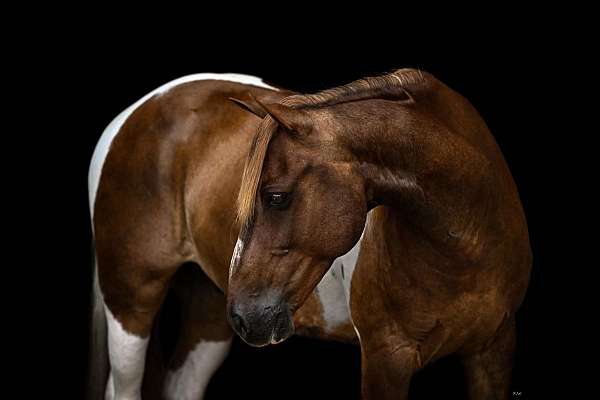 ranch-work-paint-pony