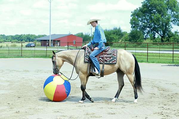 athletic-quarter-horse