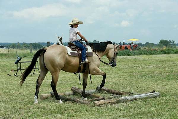 beginner-quarter-horse