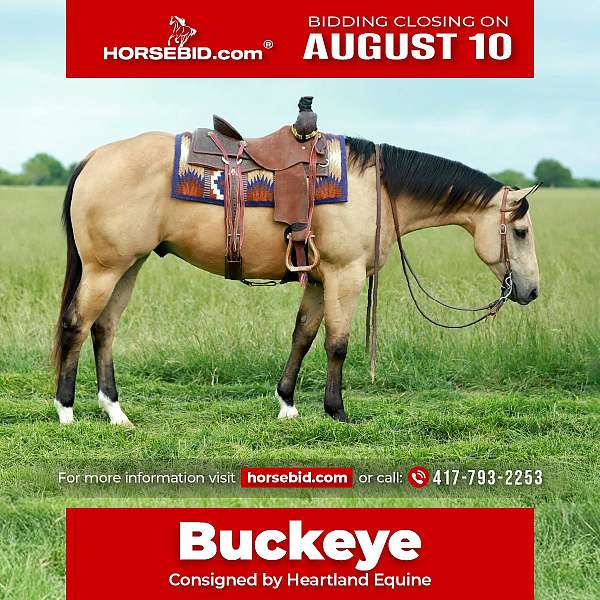 all-around-quarter-horse