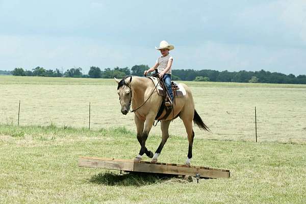 kid-safe-quarter-horse