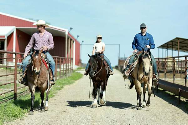 show-quarter-horse