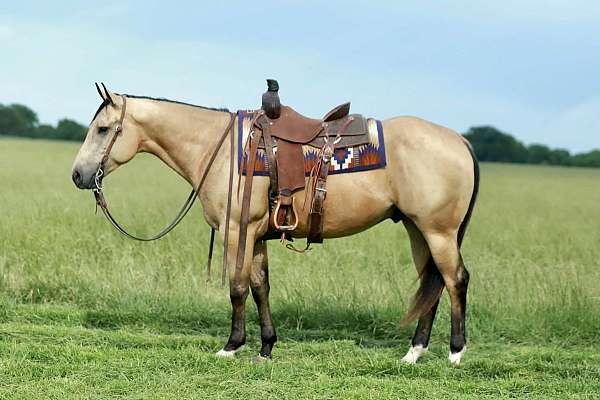 trail-quarter-horse