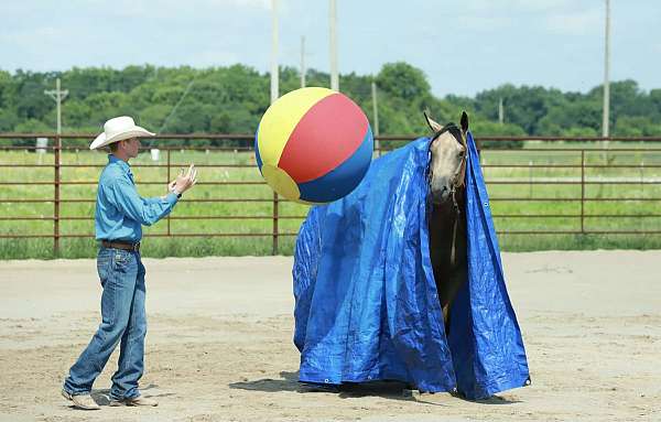 western-riding-quarter-horse