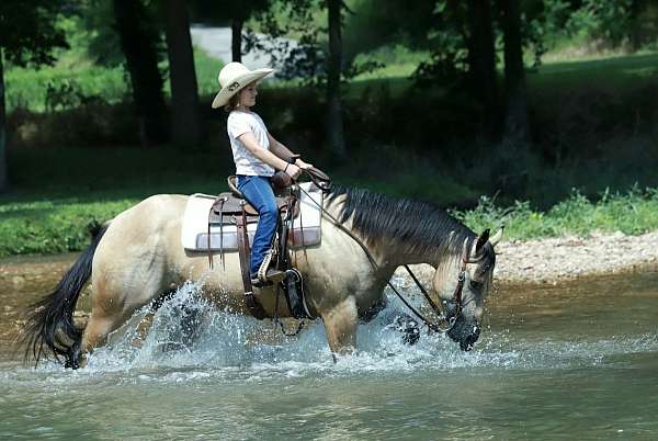 working-cattle-quarter-horse