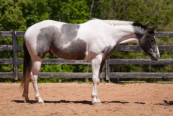 beginner-draft-horse