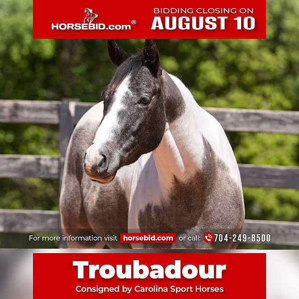 all-around-draft-horse