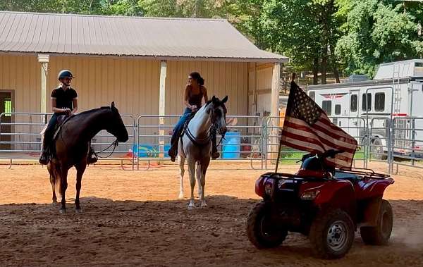 flashy-draft-horse
