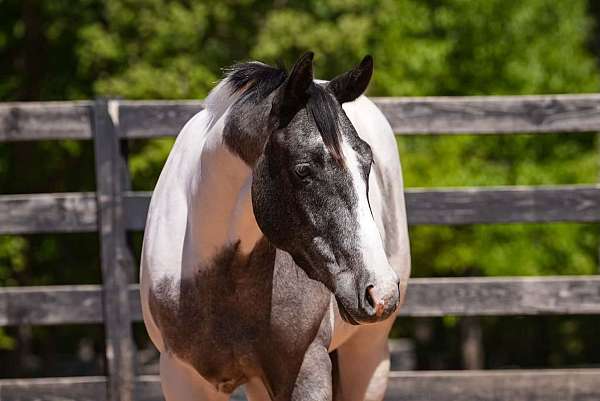 ridden-english-draft-horse