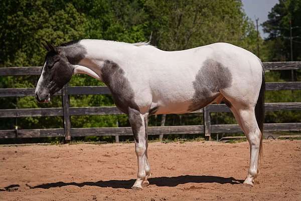 ridden-western-draft-horse