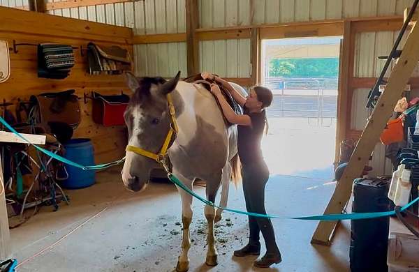 show-draft-horse
