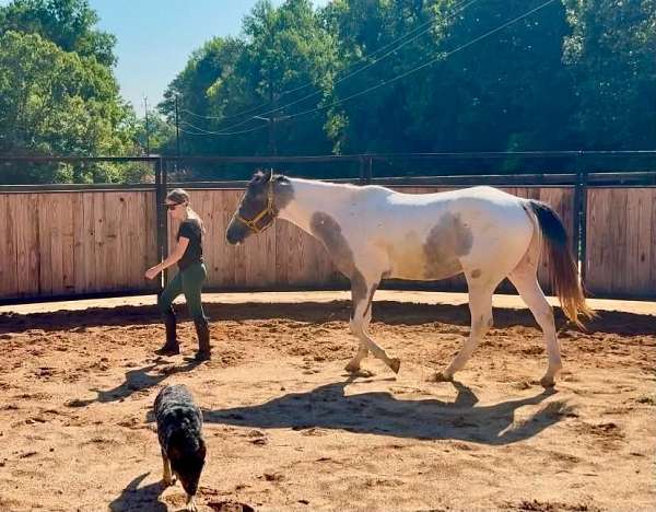trail-draft-horse