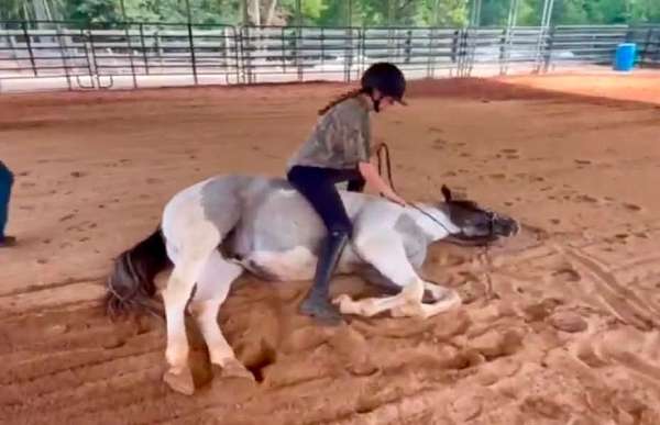youth-draft-horse