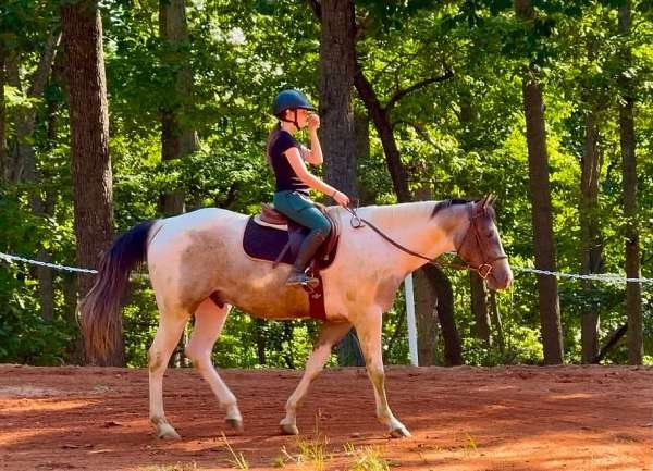 pinto-draft-gelding
