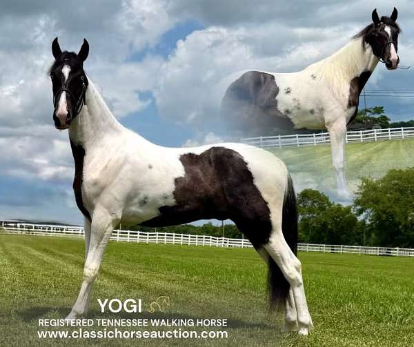 agha-tennessee-walking-gelding