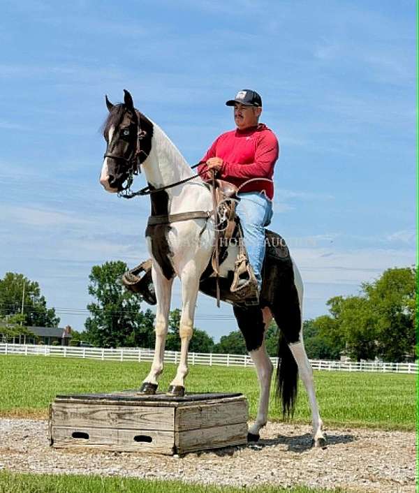 agha-tennessee-walking-horse