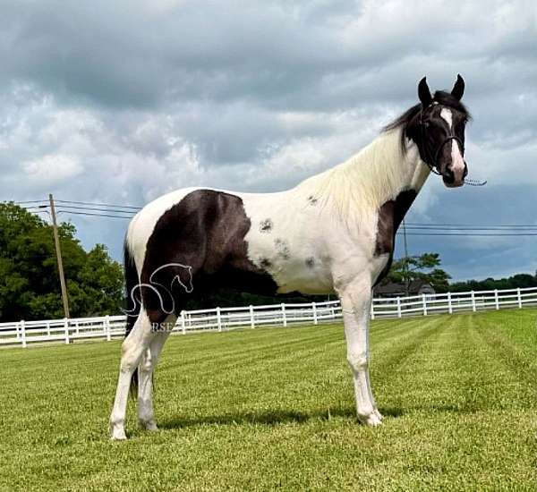 athletic-tennessee-walking-horse
