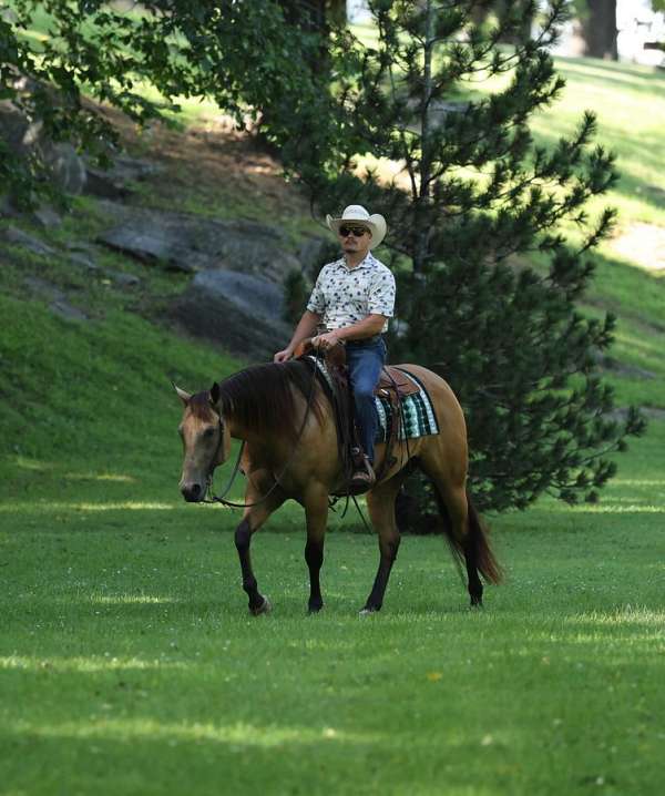 athletic-quarter-horse