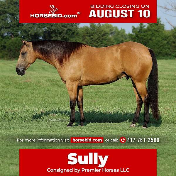 all-around-quarter-horse