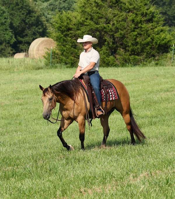calf-roping-quarter-horse